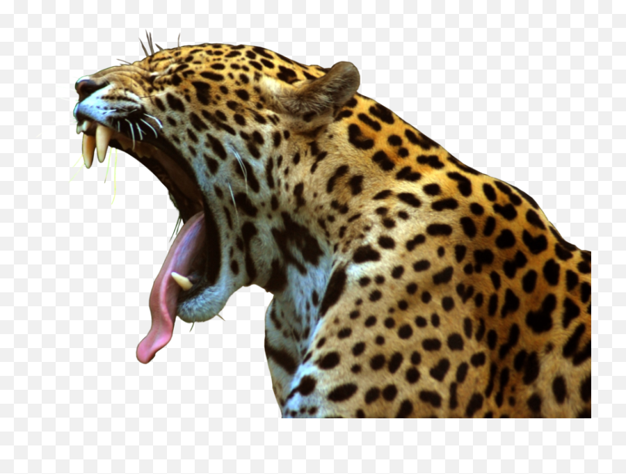 Jaguar - Jaguar Scary Emoji,Jaguar Emoji