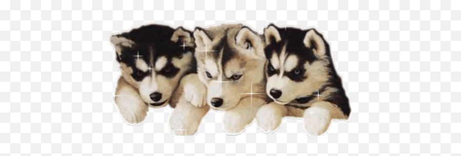 Top Huskys Stickers For Android Ios - Cute Dogs With Glitter Emoji,Dog Emoticons For Iphone