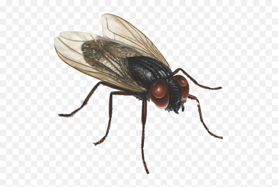 Fly Flies Bugsandinsects Freetoedit - House Fly Emoji,Flies Emoji