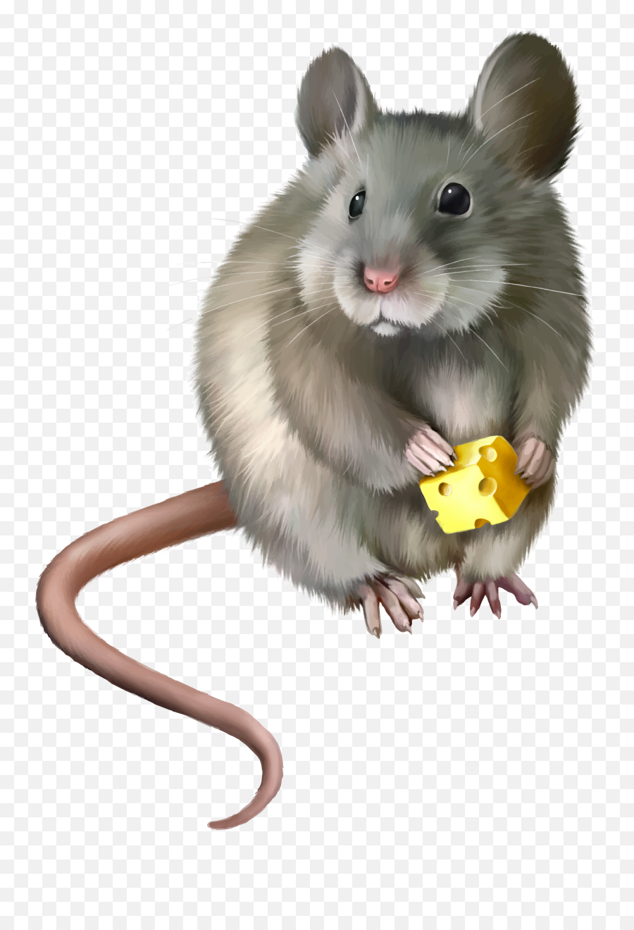 Largest Collection Of Free - Realistic Mouse Clipart Emoji,Mice Emoji