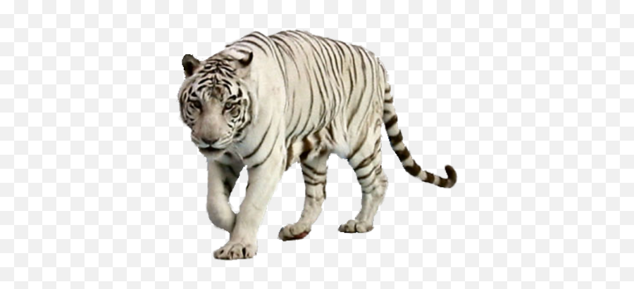 White Tiger 6 - Transparent Background White Tiger Png Emoji,White Tiger Emoji