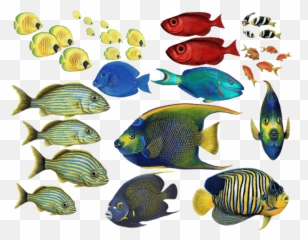 Tropical Fish Stickers Png u0026 Free Stickerspng - Emoji