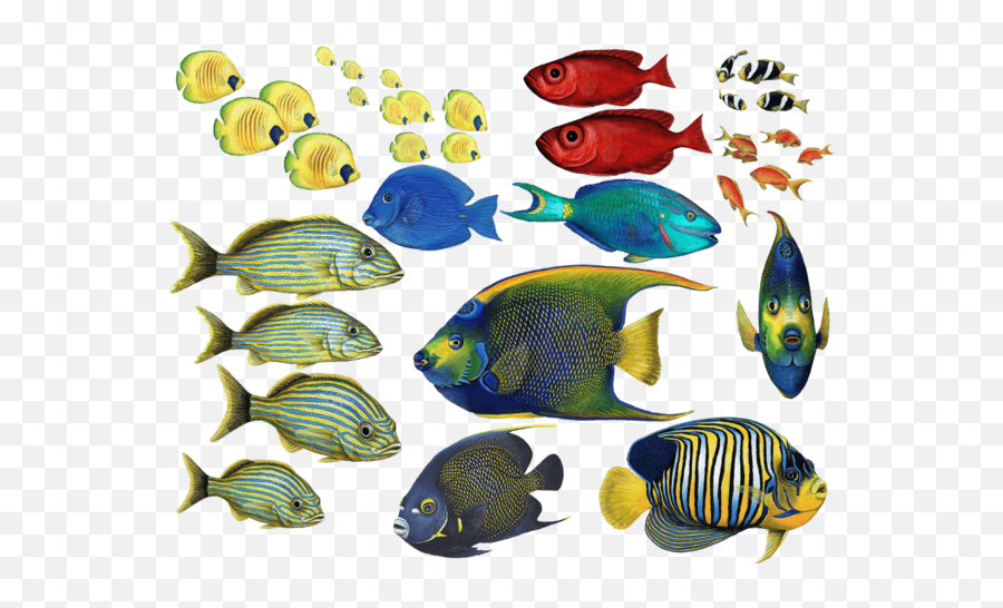 Tropical Fish Stickers Png U0026 Free Tropical Fish Stickerspng - Tropical Fish Png Emoji,Fish Emoji Png