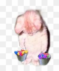 Cat Sadcat Love Meme Memes Lol Sticker - Emoji