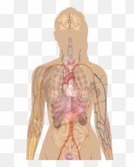 Female Shadow With Organs - Human Integumentary System Diagram Emoji