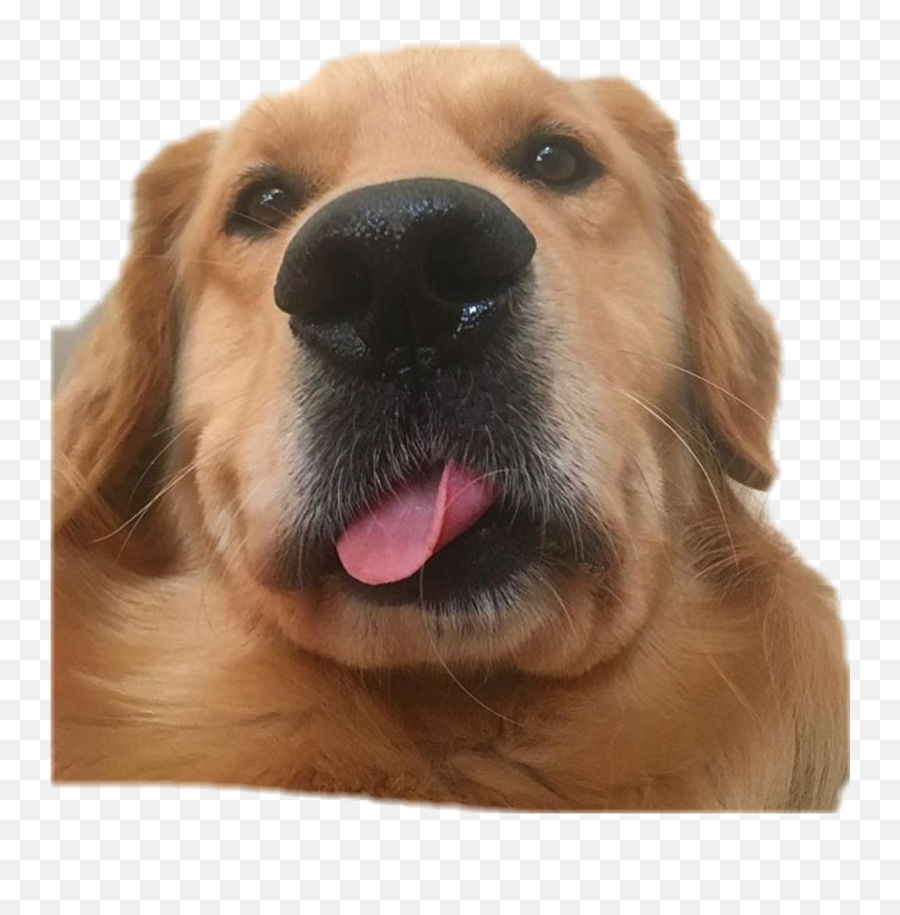 Largest Collection Of Free - Toedit Cute Puppy Stickers On Golden Retriever Emoji,Jiffpom Emoji