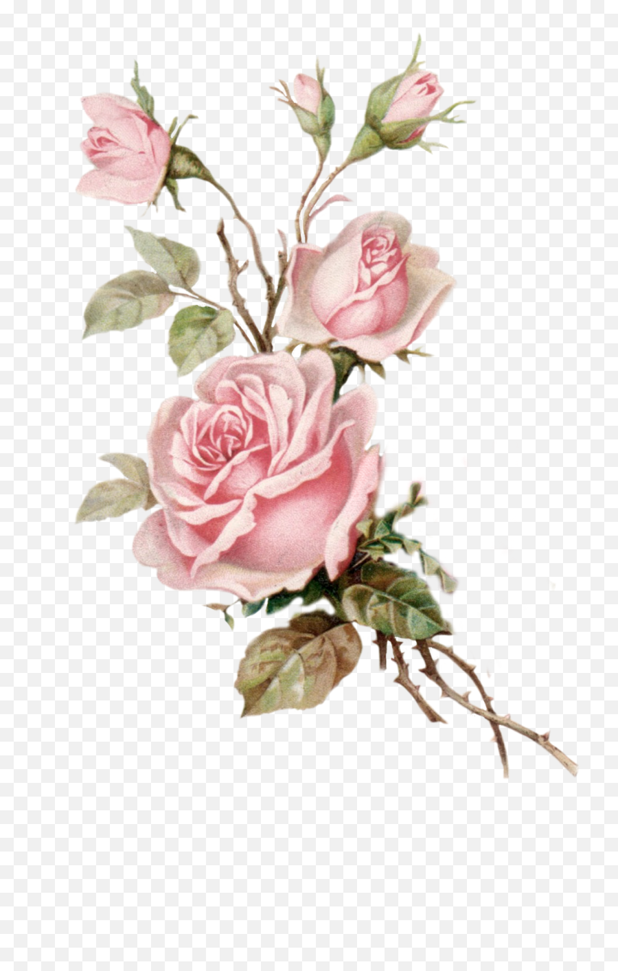 Vintage Pink Roses Png Free Vintage - Vintage Pink Flower Png Emoji,Pink Rose Emoji
