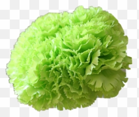 The Newest cabbage Stickers on PicsArt - Une Feuille De Mélisse Emoji