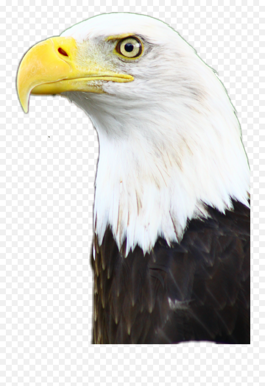 Eagle Americaneagle America Usa Usofa - Bald Eagle Emoji,Bald Eagle Emoji