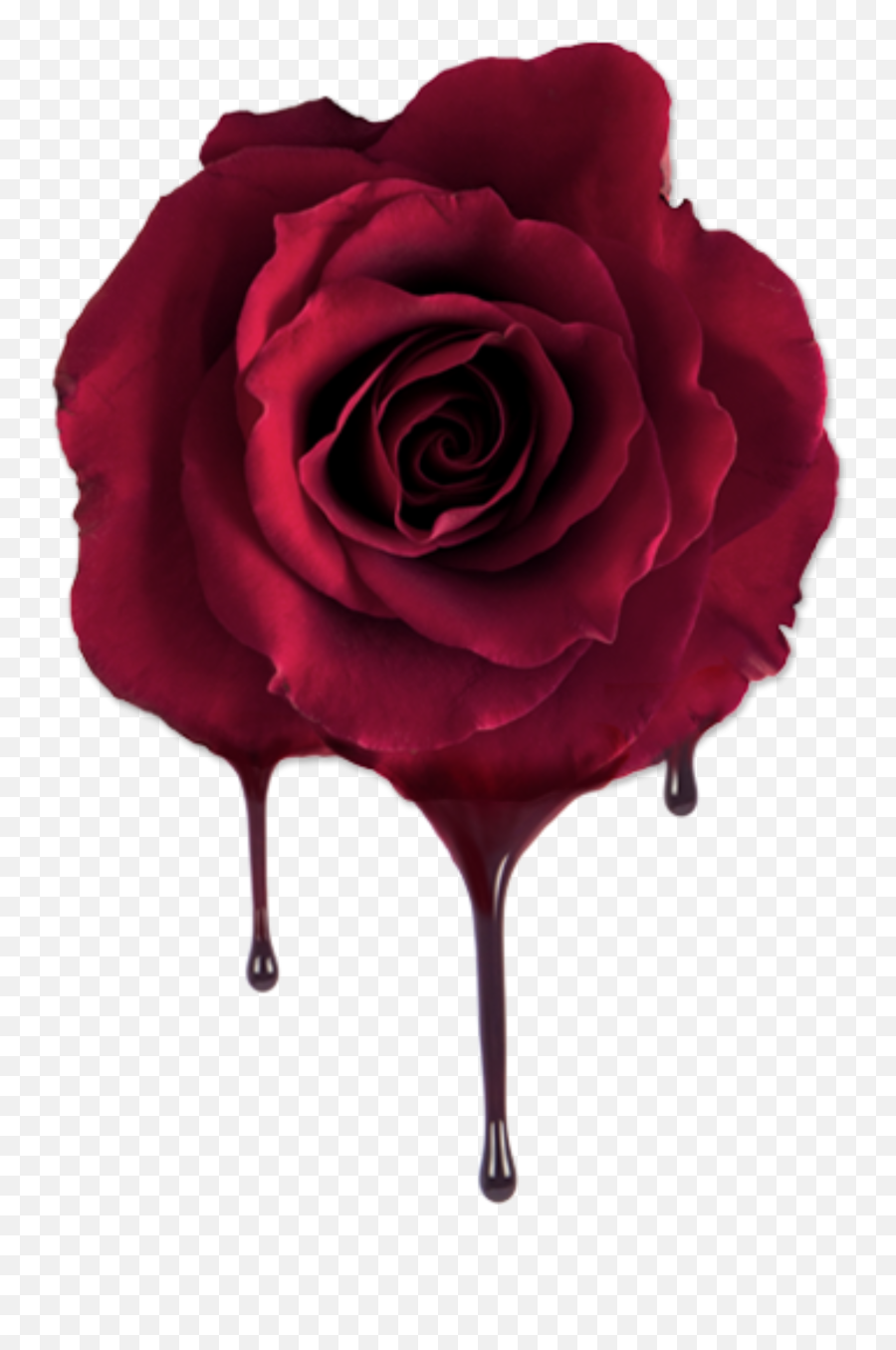 Bleeding Rose - Bleeding Rose Png Emoji,Bleeding Emoji