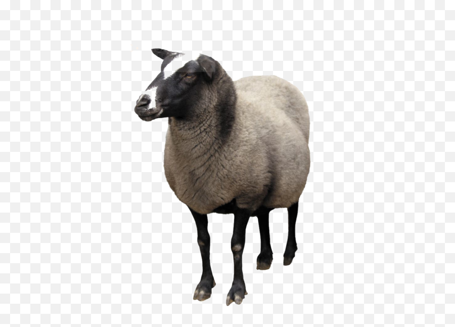 Sheep Goat Clip Art - Sheep Png Download 472600 Free Transparent Sheep Png Emoji,Goat Emoji Png