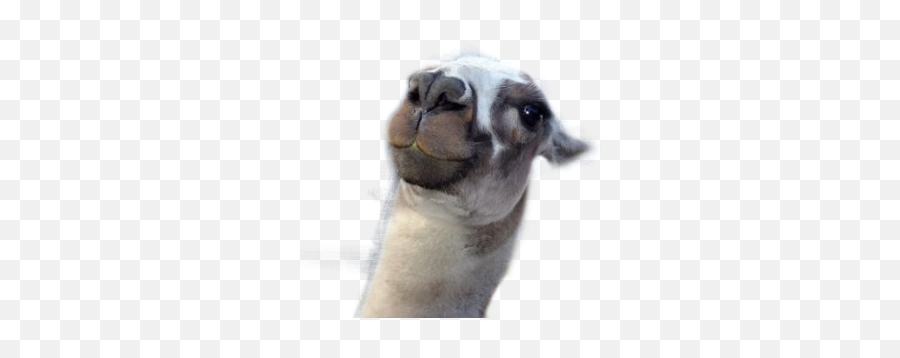 But First Let Me Take A Selfie - Arabian Camel Emoji,Llama Emoji Copy And Paste