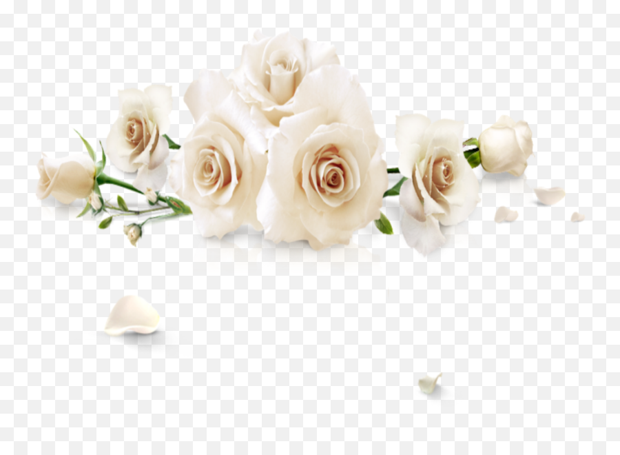Mq White Roses Rose Flowers Flower - Garden Roses Emoji,White Rose Emoji