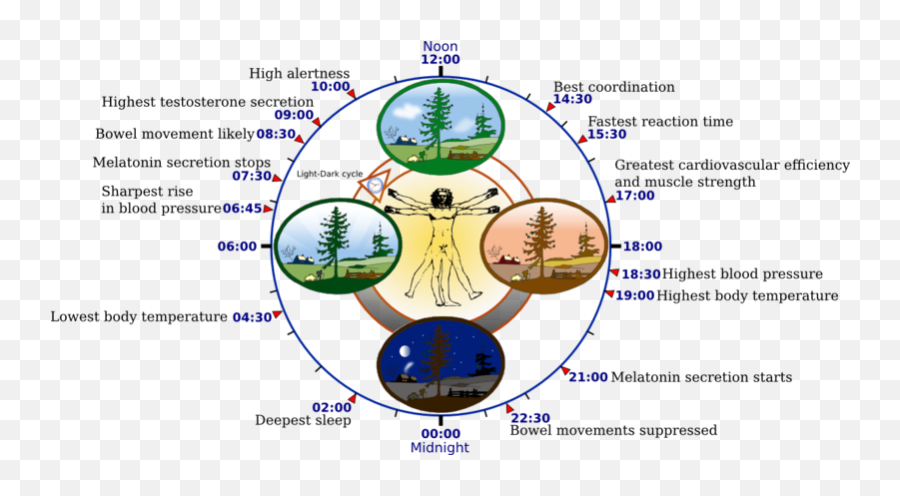 Biological Clock Human - Circadian Rhythm Emoji,Emoji Guide