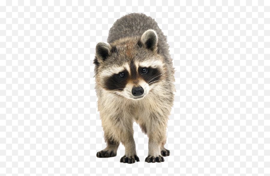 Free Transparent Raccoon Png Download - Transparent Background Raccoon Transparent Emoji,Raccoon Emoji