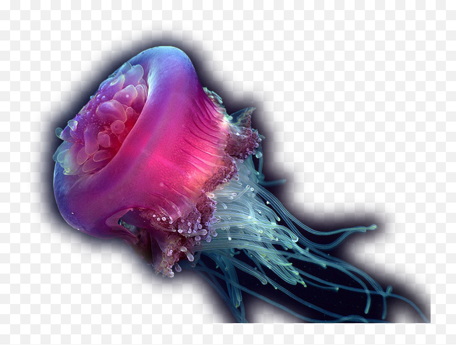 Jellyfish Psd Official Psds - Deep Sea Creatures Png Emoji,Jellyfish Emoji