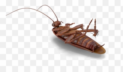 Cockroach Png No Background - Insect Emoji,Cockroach Emoji