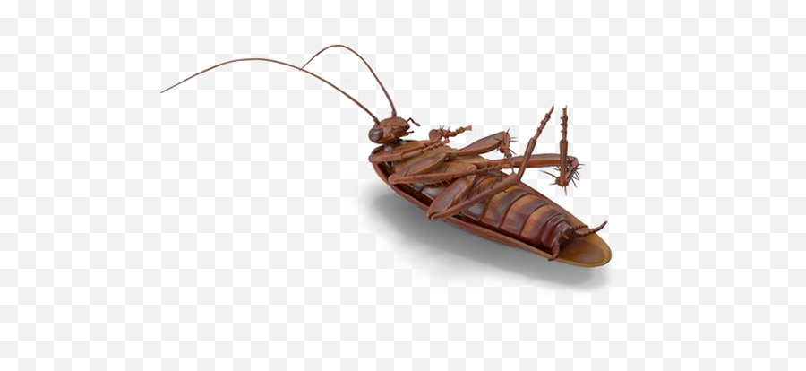 Cockroach Png No Background - Insect Emoji,Cockroach Emoji