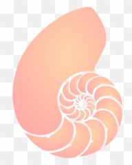 Shell Sea Orange Pink Spiral - Clipart Transparent Background Seashells Emoji
