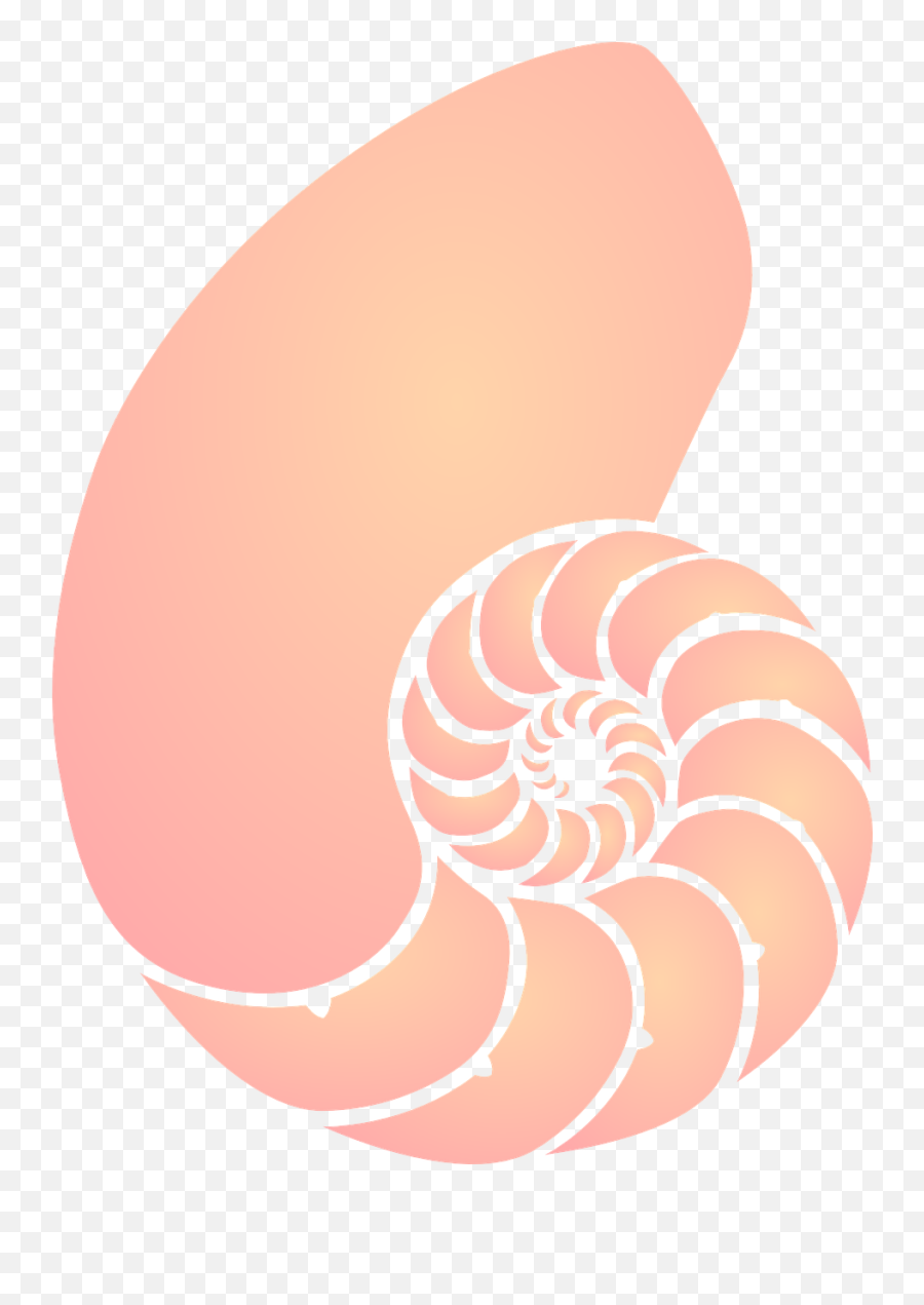 Shell Sea Orange Pink Spiral - Clipart Transparent Background Seashells Emoji,Roman Numerals Emoji