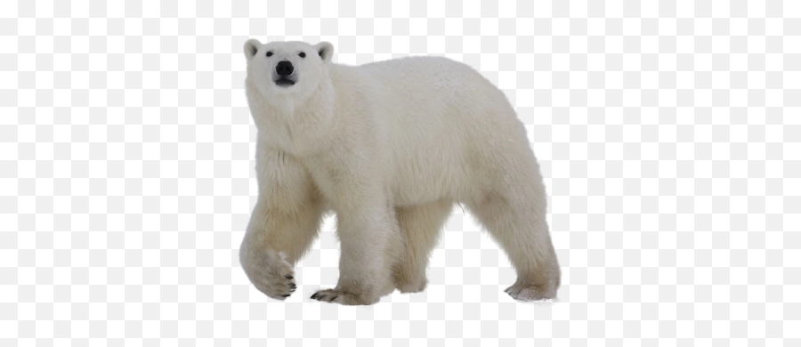 Polar Png And Vectors For Free Download - Polar Bear Transparent Png Emoji,Polar Bear Emoji