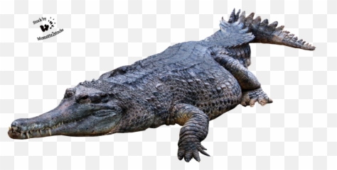Crocodile Png Picture Hq Png Image - Alligator Png Emoji,Flag Alligator Emoji