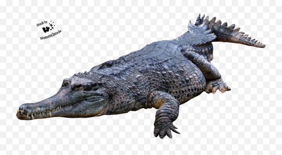 Crocodile Png Picture Hq Png Image - Alligator Png Emoji,Flag Alligator Emoji