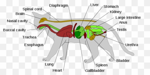 Scheme Cat Anatomy - Big Digestive System Emoji