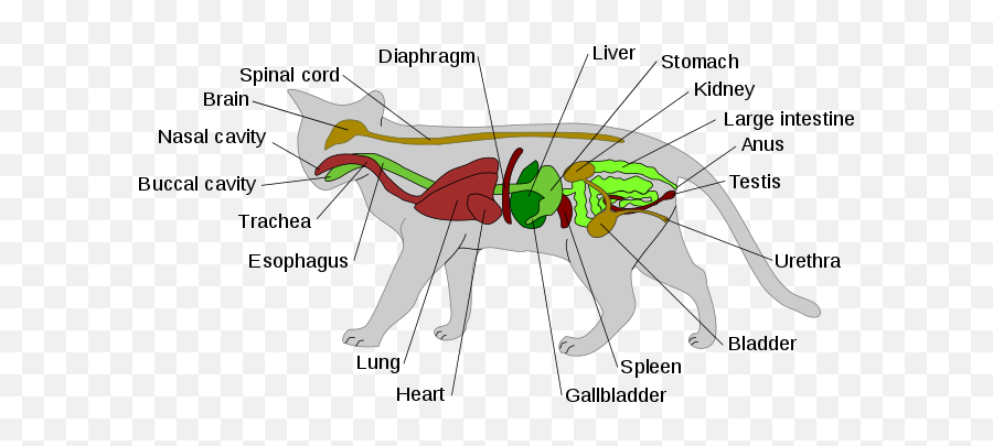Scheme Cat Anatomy - Big Cat Digestive System Emoji,Cat Emoticons Text