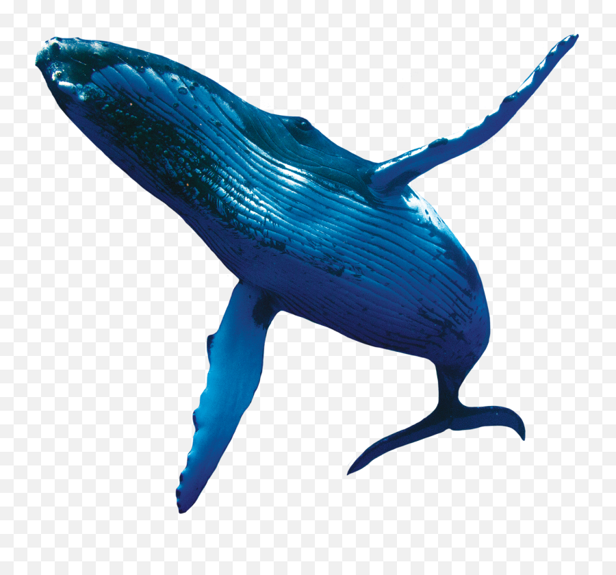 Whale Png Blue Whale Cute Sea Fish - Whale Png Transparent Emoji,Blue Whale Emoji