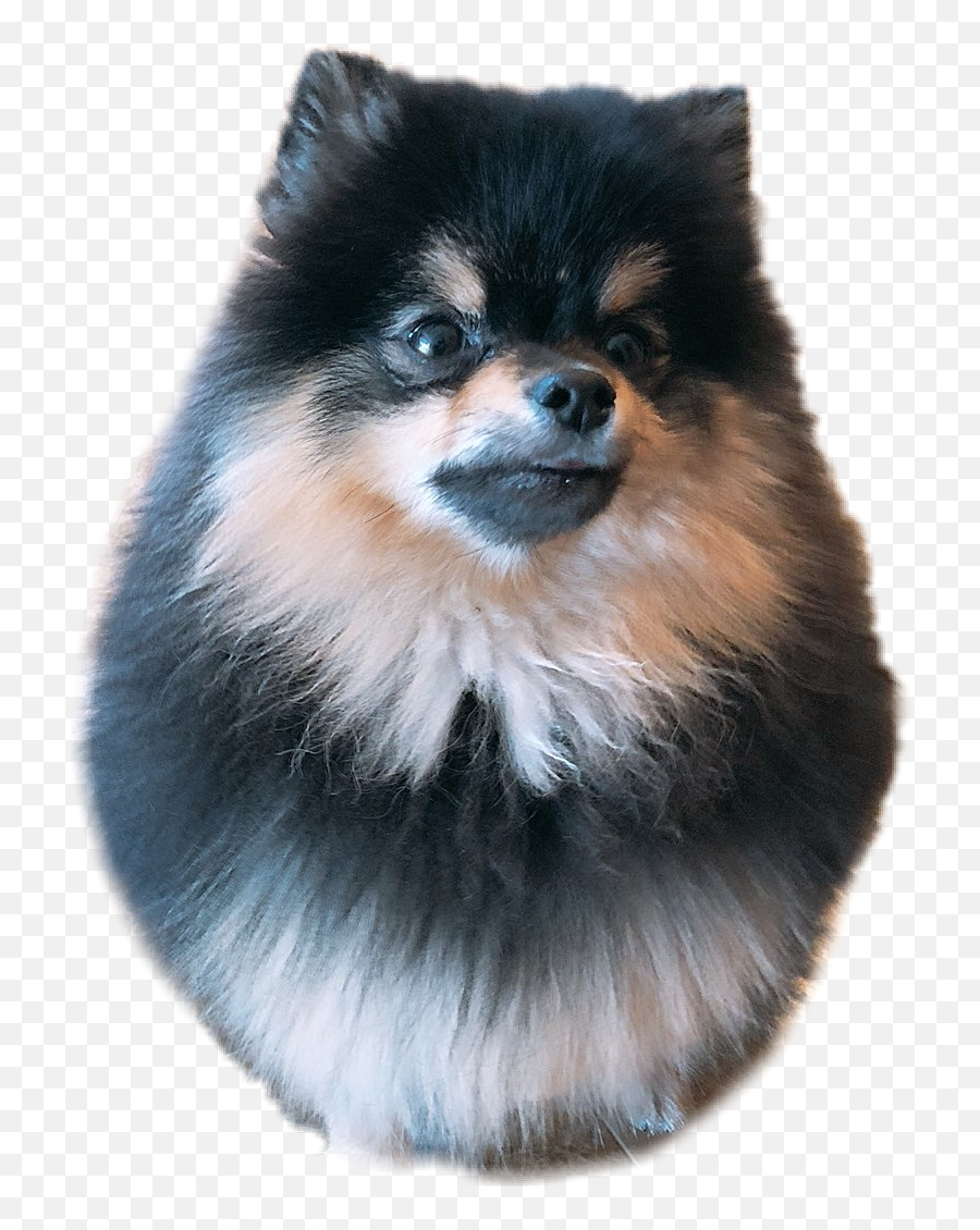 Largest Collection Of Free - Toedit Cachorro Stickers On Bts Suga Min Holly Emoji,Jiffpom Emoji