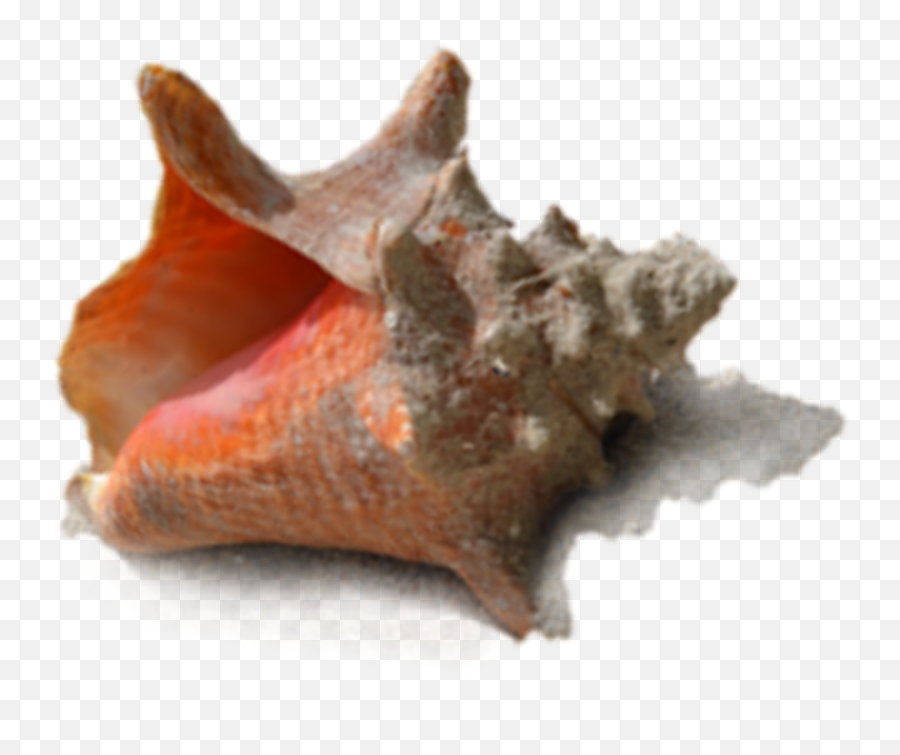 Shell Seashell - Conch Emoji,Seashell Emoji