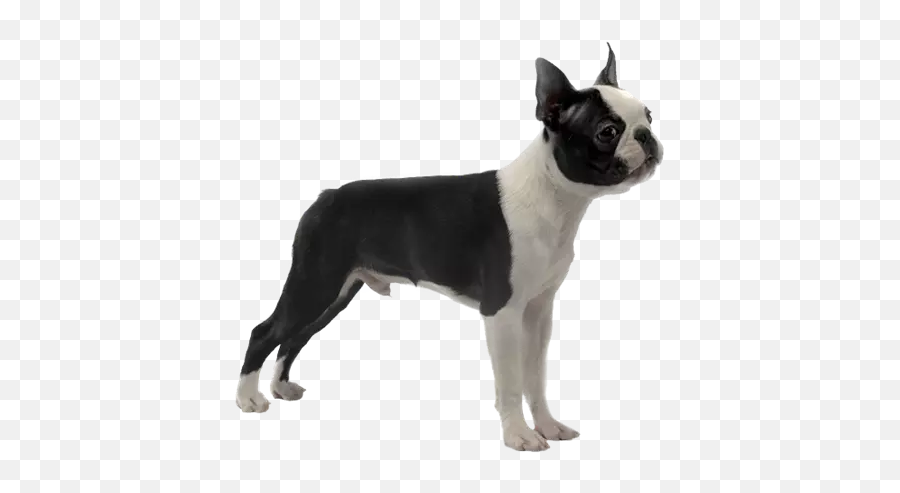 Dogmoji - Boston Terrier Png Emoji,Weiner Emoji