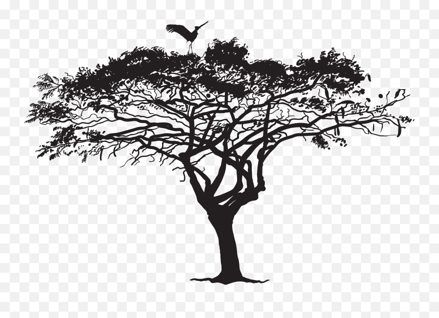 Tree Silhouette Photography - Eucalyptus Leaves Png Download Ash Tree Silhouette Png Emoji,Sunset Bird Emoji
