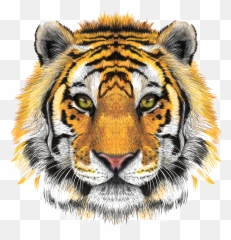Transparent Tiger Head Clipart - Face Hd Png Emoji
