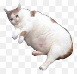 Fat Sad Cat Sticker - Emoji