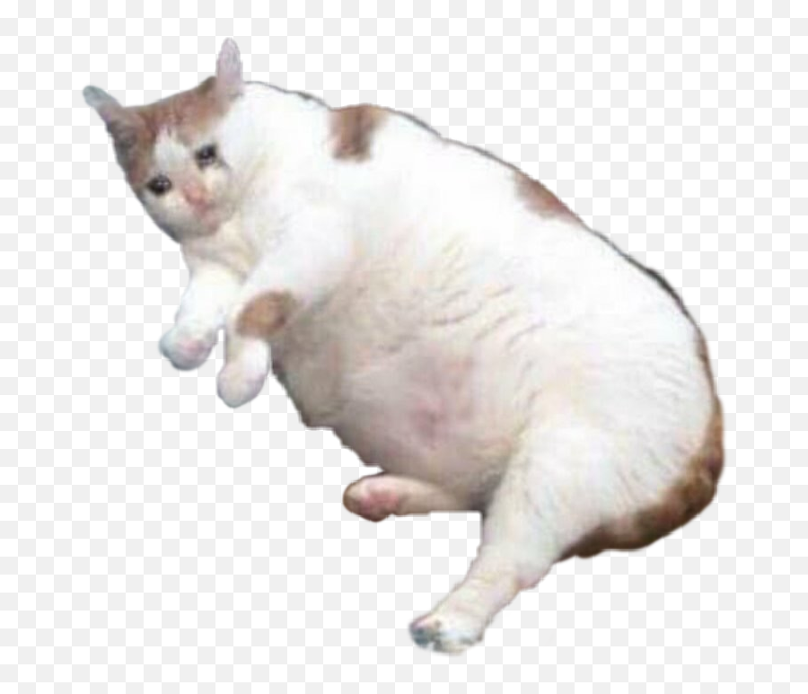 Fat Sad Cat Sticker - Fat Sad Emoji,Sad Cat Emoji
