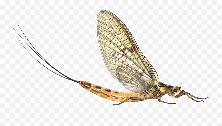 Uk Mayfly Spectacular - Aardvark Mcleod Mayfly Png Emoji,Dragonfly Emoji