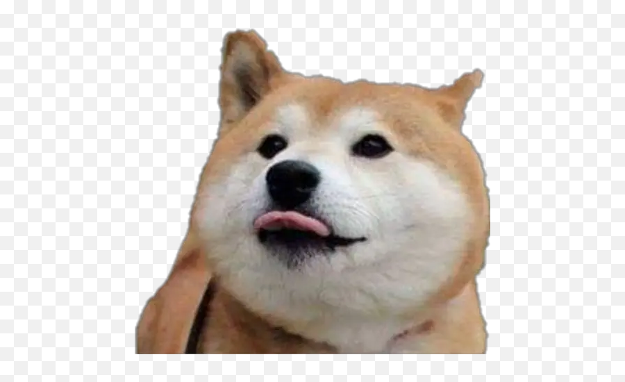 Random Xiii Stickers For Whatsapp - Shiba Inu Sexy Emoji,Shiba Inu Emoji