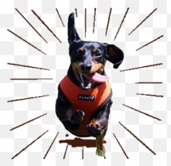 Hemp Oil Stickers For Android Ios - Dachshund Emoji,Dog Emoticons