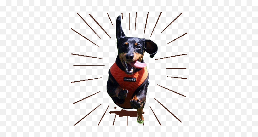 Hemp Oil Stickers For Android Ios - Dachshund Emoji,Dog Emoticons