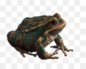 Free Toads Frog Illustrations - Frogs Emoji,Frog Emoji Hat