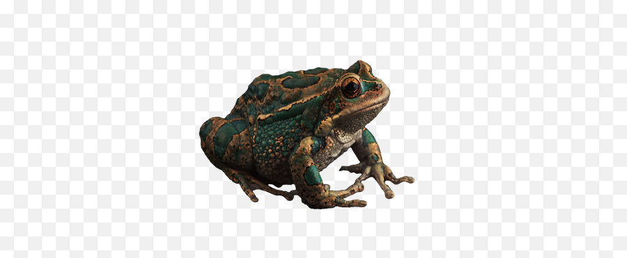 Free Toads Frog Illustrations - Frogs Emoji,Frog Emoji Hat