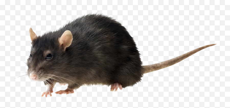 Rat Psd Official Psds - Philippines Mice Emoji,Rat Emoji