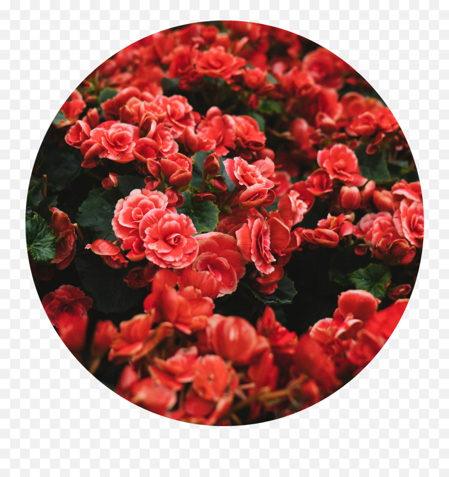 Popular And Trending Roses Stickers On Picsart - Rose Field Emoji,Wilted Rose Emoji