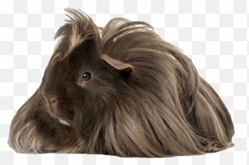 Swift Flight School - Guinea Pig Emoji,Guinea Pig Emoji