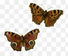 Happiness Clipart Free - Brown Butterfly Transparent Emoji,Moth Emoji