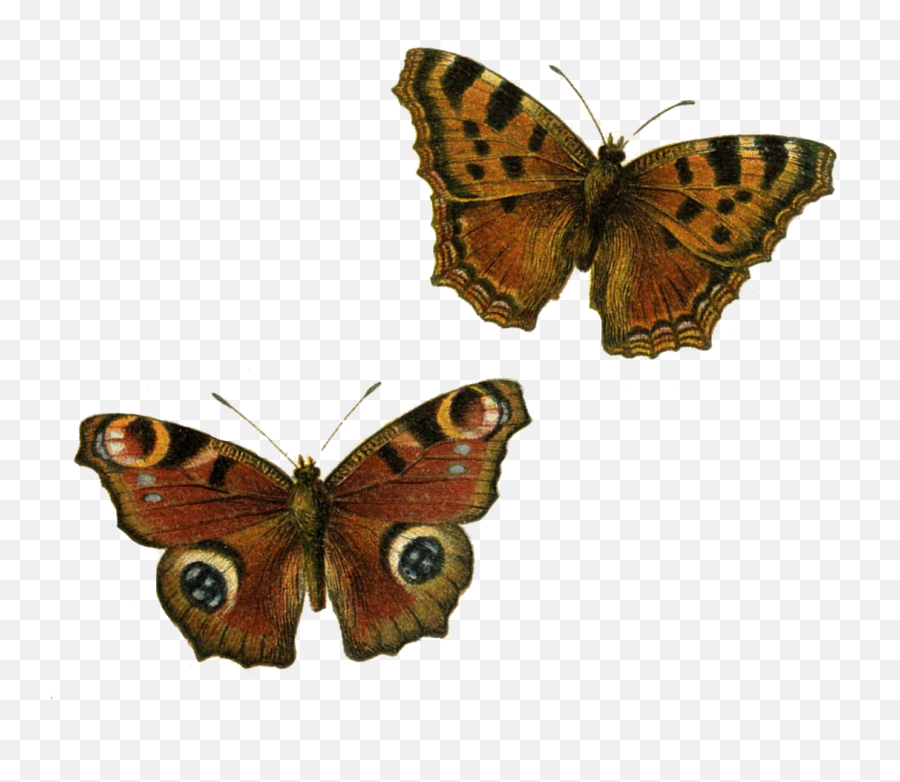Happiness Clipart Free - Brown Butterfly Transparent Emoji,Moth Emoji