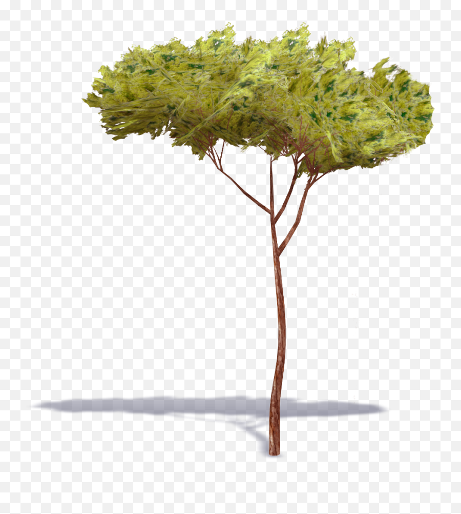 Stone Pine Png U0026 Free Stone Pinepng Transparent Images - Stone Pine Tree Png Emoji,Pine Tree Emoji