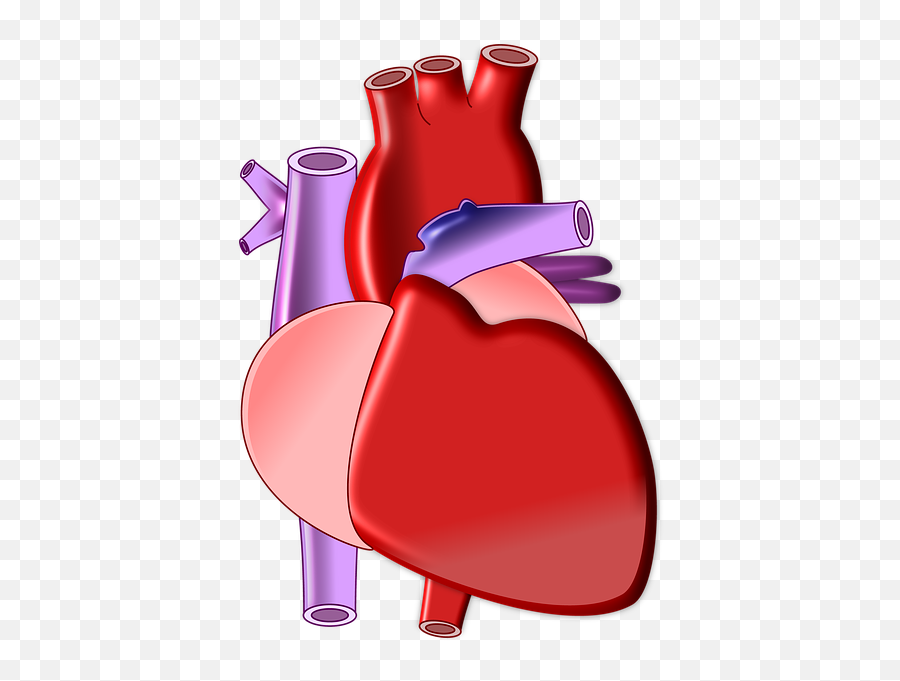 Free Cardiology Medical Images - Heart Biological Png Emoji,Red Beating Heart Emoji Meaning